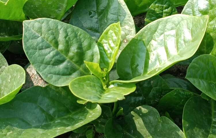 তিনি বলেন, ‘আমার প্রায় ৪০ শতাংশ জমি আছে। সেখানে গত ১০ বছর ধরে পুঁইশাক চাষ করছি। যদি ৫০ হাজার টাকা খরচ হয় এবং প্রাকৃতিক কোনো দুর্যোগ না হয়, তাহলে ১ থেকে দেড় লাখ টাকা আয় করা যায়।’