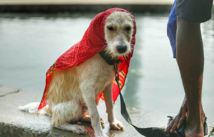 রতন সোহরাওয়ার্দী উদ্যানে চা বিক্রি করেন। তবে কিছুদিনের জন্য পার্ক ছেড়ে অন্য জায়গায় চলে যান।