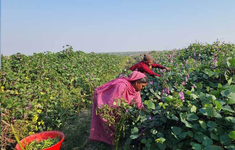 বর্তমানে এখান থেকে বছরে প্রায় ৭ কোটি টাকার সবজি বিক্রি হয় দেশের বিভিন্ন এলাকায়।