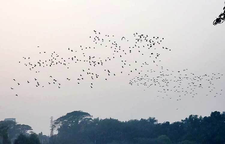 জানা যায়, ডিসেম্বরের শেষ দিকে ও জানুয়ারির শুরুতে নরসুন্দার বুকে ভিড় জমাতে শুরু করে হাজার হাজার বালি হাঁসসহ নানা প্রজাতির পরিযায়ী পাখি। পাখির কলতানে ভরে উঠে আশপাশের এলাকা।