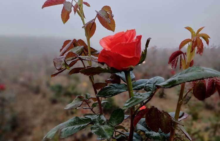 জানা যায়, বছরের অন্য সময়ে প্রতি মাসে গড়ে দেড় থেকে ২ লাখ টাকার গোলাপ বিক্রি হয়। তবে ডিসেম্বর থেকে ফেব্রুয়ারি পর্যন্ত গোলাপের চাহিদা বেশি থাকে। ফেব্রুয়ারি মাসে অসম্ভব চাহিদা। দ্বিগুণ লাভ হয়।