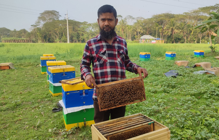 সরিষা ক্ষেত থেকে মধু সংগ্রহ লাভজনক ব্যবসা। মধু বিক্রি করে অর্থনৈতিকভাবে লাভবান হচ্ছেন মৌ চাষিরা।