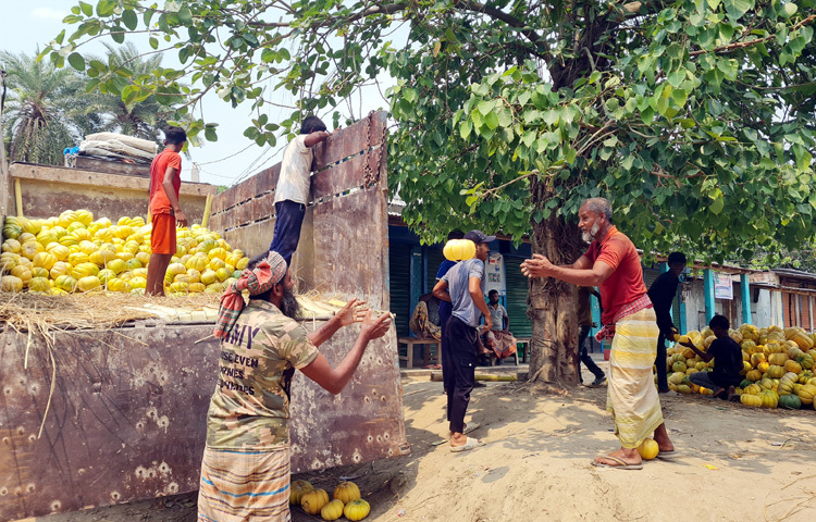 গুরুদাসপুর উপজেলা কৃষি কর্মকর্তা হারুনর রশিদ বলেন, গুরুদাসপুরের বাঙ্গির সুনাম দেশজুড়ে। এ বছর ৮৫০ হেক্টর জমিতে বাঙ্গি চাষ হয়েছে। অনুকূল আবহাওয়ায় ফলন ভালো হয়েছে। কিছুটা দরপতন হলেও চাষিদের খুব ক্ষতি হবে না।