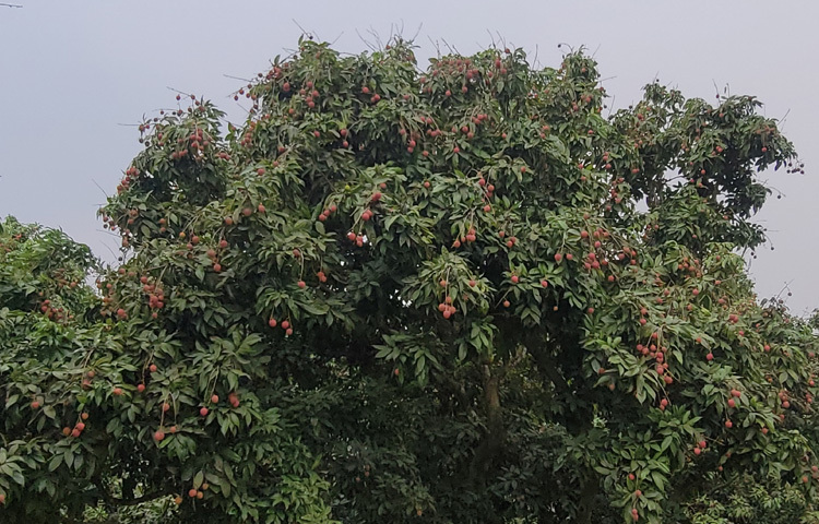 উপজেলার পৌরসভা এলাকায় গেলে নজরকাড়ে সারি সারি লিচু বাগান।