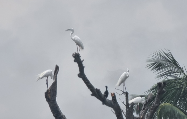প্রতিদিন সকাল থেকে বিকেল পর্যন্ত এই স্থানে দেখা মেলে এই দৃশ্যের। আশপাশের সবুজ গাছপালায়, কখনো পানির ধারে কিংবা কার্নিশে বসে থাকে তারা। পাখিগুলোর এই আগমন যেন ব্যস্ত শহরের বুকে একফালি স্বস্তি।