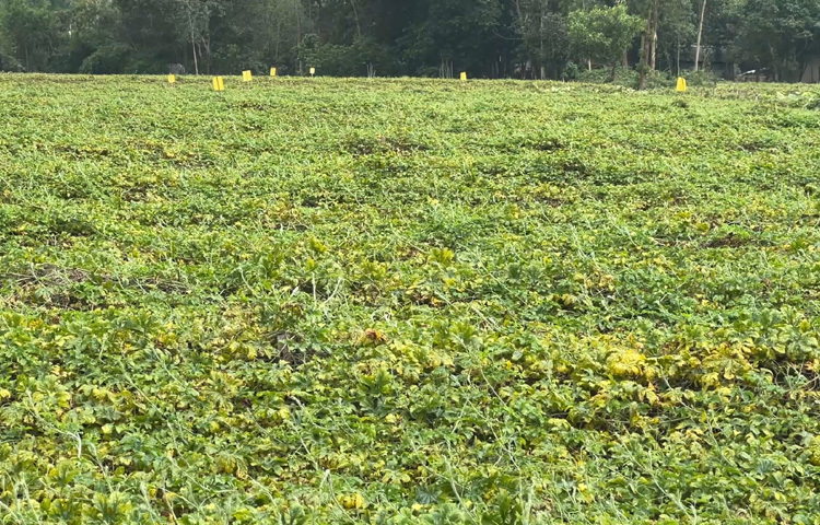 হাইব্রিড জাত ‘টিয়া সুপার’ করলার উৎপাদন হয় ৪০-৪৫ দিনের মধ্যে। সময় কম, ফলন বেশি এ হিসাবেই লাভবান হচ্ছেন সবাই।