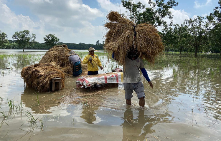 জলাবদ্ধতার কারণে ধান কাটতে না পারায় ক্ষেতেই পচে যাচ্ছে ফসল। এতে মারাত্মক ক্ষতির মুখে পড়েছেন স্থানীয় কৃষকেরা।