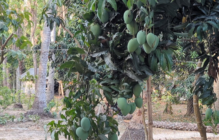 যার মধ্যে আছে ফজলি, ল্যাংড়া, আশ্বিনা, হিমসাগর, লকনা, কিউজাই, ব্যানানা ম্যাংগোসহ নানা প্রজাজির আম। এসব আম ৪০-২০০ টাকা কেজি দরে পাইকারি বিক্রি হয়। এলাকার যে কেউ চাইলে চাহিদামতো আম নিতে পারেন।