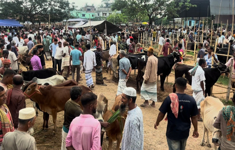 হাটে দেশি-বিদেশি গরু উঠলেও ক্রেতা নেই। তবে ঈদ ঘনিয়ে এলে ক্রেতার সঙ্গে দামও বাড়বে বলে জানান খামারি ও ব্যবসায়ীরা।