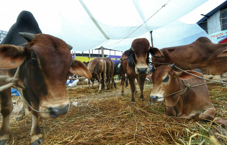 ঘাম, মাটি, খড় আর গরুর গায়ের মিশ্র ঘ্রাণ; একসঙ্গে তৈরি করেছে এক নিজস্ব ‘হাটের সুবাস’। হাঁটতেই দেখা মিলছে সারি সারি গরু, কেউ রাজশাহী থেকে এসেছে, কেউ নওগাঁ, আবার কেউ মেহেরপুর বা কুষ্টিয়ার প্রান্তিক খামার থেকে। ছোটখাটো গড়নের দেশি গরু থেকে শুরু করে বড়সড় শাহওয়াল, সিন্ধি কিংবা ব্রাহমানি জাতের গরুও দেখা যাচ্ছে হাটে।