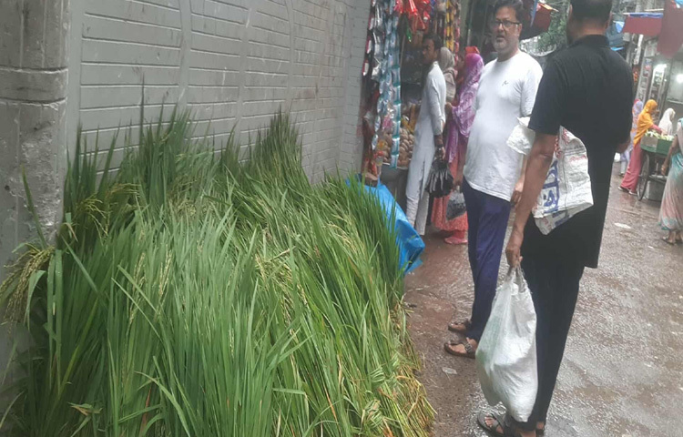 তবে পশু কেনার পর নতুন করে এক চ্যালেঞ্জের মুখোমুখি হচ্ছেন নগরবাসী তা হলো পশুর খাবার জোগান।