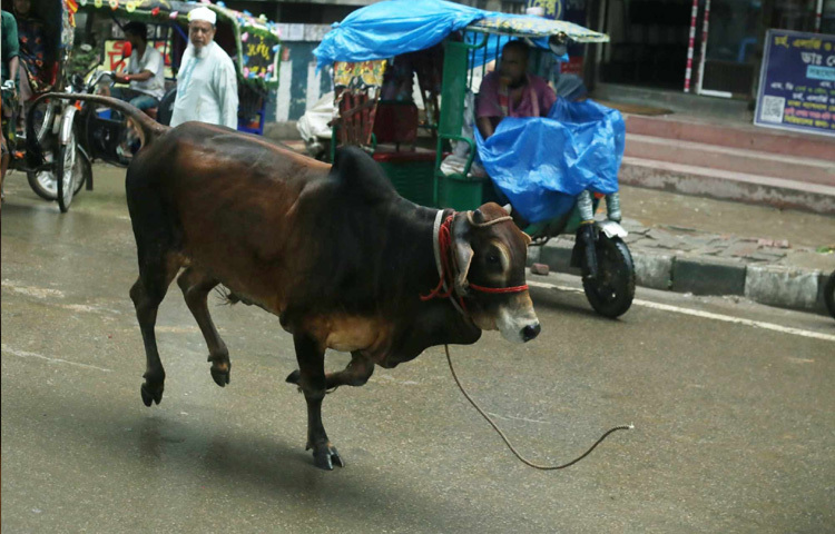 এই হাটে পা রাখলেই বোঝা যায়, কোরবানির ঈদের প্রস্তুতি কতটা প্রাণবন্ত হতে পারে। চোখে পড়ে বিভিন্ন আকার-আকৃতির, বিভিন্ন জাতের গরু। কেউ এসেছে নওগাঁ থেকে, কেউ রাজশাহী বা কুষ্টিয়া থেকে।