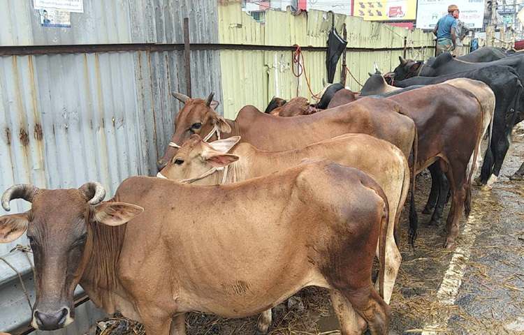 পছন্দের পশু বেছে নিতে ক্রেতারা প্রতিদিনই হাটে ভিড় করছেন। হাটজুড়ে তাই ঈদের প্রস্তুতির এক রঙিন চিত্র।
