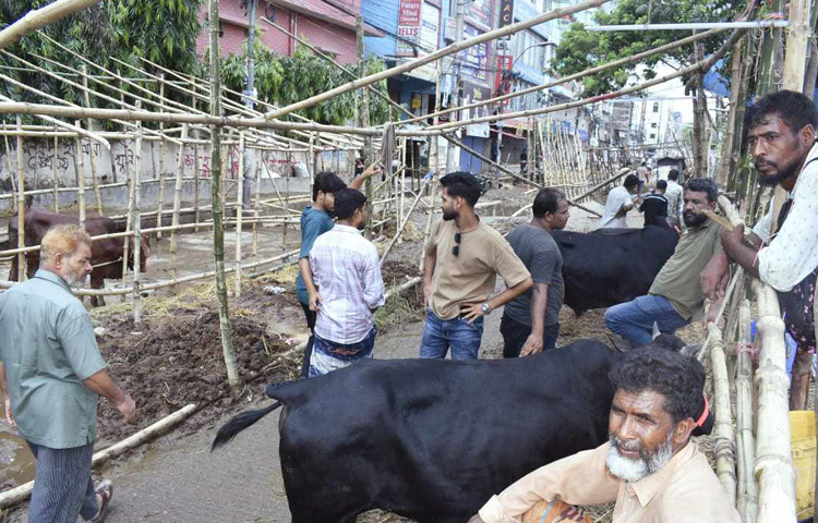 কোথাও দুই-একটি গরু দাঁড়িয়ে, কোথাও আবার পুরো মাঠজুড়ে খড়-ধুলা আর পলিথিনের ছাউনি।