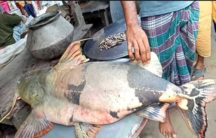 ফরিদপুরের পদ্মা নদীতে এক জেলের বড়শিতে ধরা পড়েছে প্রায় ৪২ কেজি ওজনের বিশাল এক বাঘাইড় মাছ। ছবি: এন কে বি নয়ন