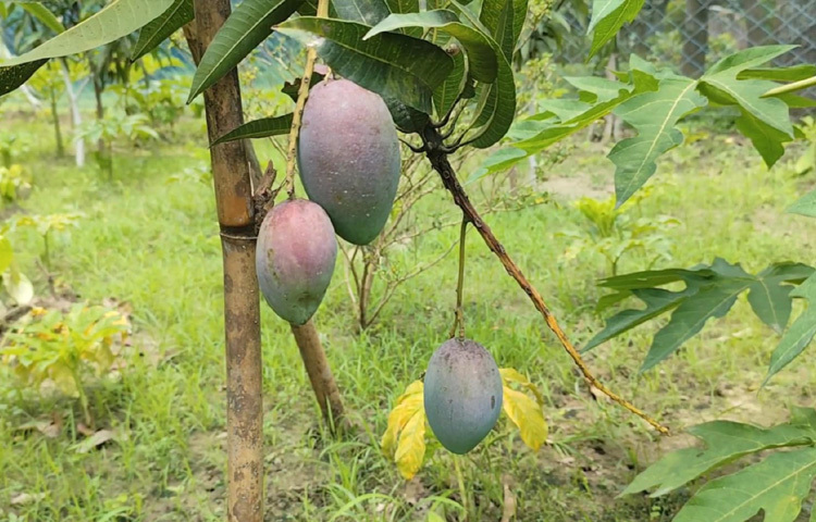 তিনি বলেন, ‘চলতি বছর ফল বিক্রি করব না। এখনো স্থানীয় বাজারে এ আমের কোনো দাম নির্ধারিত হয়নি। তবে আগামী বছর থেকে সুপারশপগুলোতে বিক্রির পরিকল্পনা রয়েছে। চাহিদা বাড়লে বাগান আরও বড় করবো।’