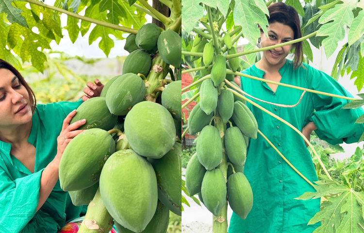 সম্প্রতি নিজের প্রিয় বাগানের কয়েকটি ছবি তিনি শেয়ার করেছেন সামাজিক যোগাযোগমাধ্যমে। ক্যাপশনে লিখেছেন, আমার জীবনের লক্ষ্য; আমাদের ছোট খামারে সুখী চাষাবাদ।