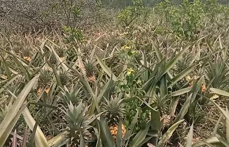 উপজেলার নাওগাঁও গ্রামের বাসিন্দা আজিজুল ইসলাম জাগো নিউজকে বলেন, ‘যারা দেরীতে চারা রোপণ করেছিলেন; তাদের আনারস এখন বড় হয়েছে। তাই দ্রুত পাকিয়ে বিক্রি করতে মাত্রাতিরিক্ত ক্ষতিকর রাসায়নিক প্রয়োগ করা হচ্ছে। তবে বিপণন ব্যবস্থা, প্রক্রিয়াজাতকরণ ও সংরক্ষণের কোনো ব্যবস্থা না থাকায় কাঙ্ক্ষিত লাভ থেকে বঞ্চিত হচ্ছেন চাষিরা।’