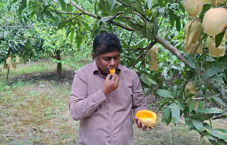 রাজবাড়ীর বালিয়াকান্দি উপজেলার ভিমনগর গ্রামের যুবক এনামুল হক সজিব অনার্স-মাস্টার্স শেষ করে সরকারি চাকরির জন্য চেষ্টা করলেও হতাশ হতে হয় বহুবার। তবে থেমে যাননি। মায়ের পরামর্শে হাতে নেন একটি নতুন উদ্যোগ নিরাপদ ও বিষমুক্ত আম চাষ।