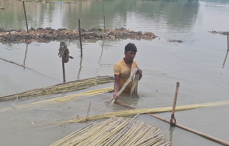 বাজারে পাটের দামও ভালো পাওয়ায় তারা বেশ খুশি। পাটের বাম্পার ফলনে আশার আলো দেখছেন। তবে পাট কাটায় খরচ অনেক বেড়ে যাওয়া এবং জমিতে পানি কম থাকায় কৃষকেরা বেকায়দায় পড়েছেন।