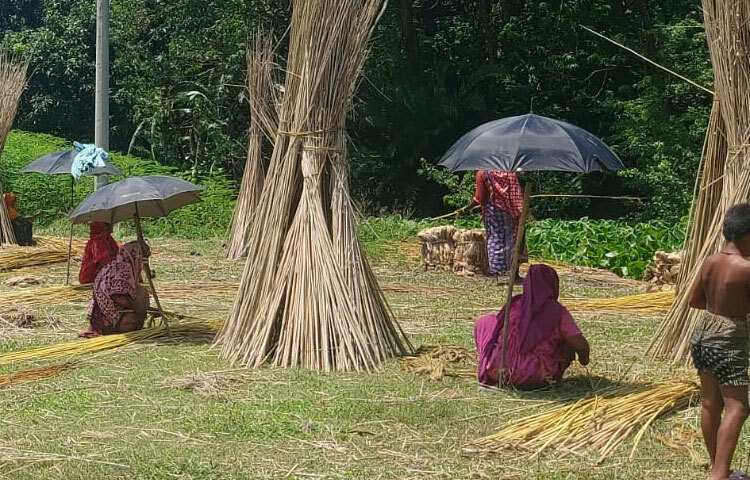 রোজীর মতো সোনালি আঁশের রুপালি কাঠি অনেক নারীর পরিবারে এনেছে সচ্ছলতা। গ্রামের নারীরা অন্যের পাটের আঁশ ছাড়ানোর বিনিময়ে যে পাটকাঠি নিচ্ছেন, তা বিক্রি করে সংসারের জন্য বাড়তি আয় করছেন। পাশাপাশি অনেকেই সারাবছরের জ্বালানি হিসেবে মজুত করছেন।