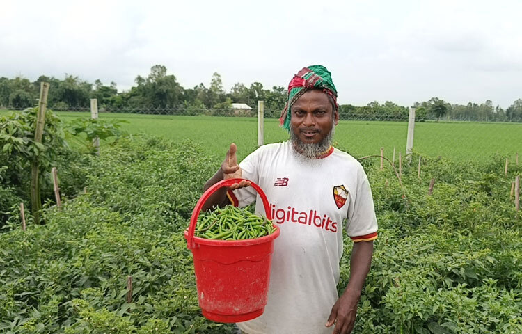 উপজেলার হালজাই ঝিনাইকুড়ি পাকা রাস্তার ধারে দেখা মিলবে মরিচ ক্ষেত। মরিচের গাছগুলোয় প্রচুর পরিমাণে ফুল ও মরিচ ধরেছে। কাছে গিয়ে দেখা যায়, মরিচ চাষের প্রচলিত পদ্ধতি বাদ দিয়ে ব্যবহার করা হয়েছে মালচিং ও ফেরোমন হলুদ ফাঁদ। এ পদ্ধতিতে খুব কম সময়ে কম খরচে ফসল উৎপাদন করা যায়। এ ছাড়া রোগবালাইয়ের আক্রমণও কম।
