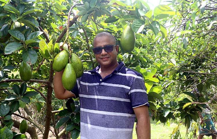 ওমর শরীফ ইন্দোনেশিয়া থেকে ১০টি অ্যাভোকাডো গাছের চারা সংগ্রহ করে তার জোহরা এগ্রো ফার্মস অ্যান্ড নার্সারিতে রোপণ করেন। নিয়মিত পরিচর্যা এবং অনুকূল পরিবেশের কারণে দুই বছরের মধ্যে গাছগুলো ফল দিতে শুরু করেছে।