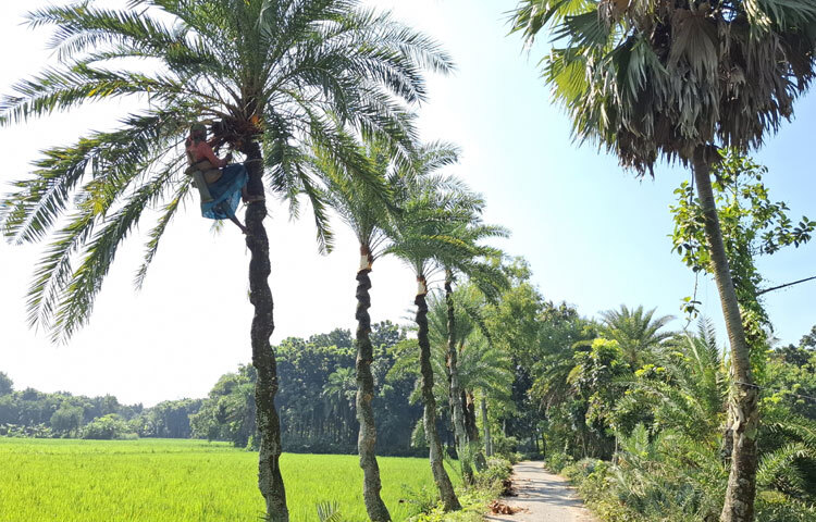জেলা কৃষি সম্প্রসারণ অধিদপ্তরের হালনাগাদ তথ্য বলছে, বর্তমানে জেলায় ১ লাখ ৪২ হাজার ২৩৫টি খেজুর গাছ আছে। রস আহরণযোগ্য গাছের পরিমাণ ১ লাখ ১২ হাজার ৭৬০টি। বাকি গাছগুলোর মধ্যে কিছু চারা গাছ। কিছু গাছ থেকে গাছিরা রস সংগ্রহ করেন না। শীত মৌসুমে জেলায় ৪৮ লাখ ১৪ হাজার ২৪১ লিটার খেজুর রস ও ৮৭২ মেট্রিন টন খেজুর গুড় উৎপাদন হয়। যা স্থানীয় চাহিদা মিটিয়ে বিভিন্ন জেলায় সরবরাহ করা হয়। জেলার মধ্যে কোটচাঁদপুর উপজেলায় সবচেয়ে বেশি ৪৭ হাজার ৮৫৩টি খেজুর গাছ আছে।