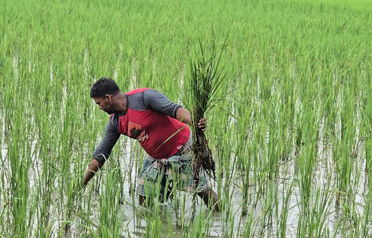 কৃষি বিভাগের তথ্য অনুযায়ী, নিম্নমানের বীজের কারণে প্রায় ৯০ একর জমির ধান ক্ষতিগ্রস্ত হয়েছে। কৃষি বিপণন অধিদপ্তরের হিসাবে, ক্ষতির আর্থিক পরিমাণ দাঁড়িয়েছে প্রায় ৬০ লাখ টাকা।