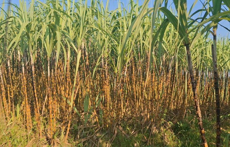 এক দশক ধরে অন্যের জমি বর্গা নিয়ে কৃষিকাজ করে জীবিকা নির্বাহ করেন আলী আকবর শেখ। একসময় ধান চাষের সাথে জড়িত থাকলেও বাড়তি লাভের আশায় গত বছর ১ বিঘা জমিতে আখ চাষ করেন তিনি। কিন্তু প্রাকৃতিক দুর্যোগে আখ নষ্ট হওয়ায় লোকসান হয় ৬০ হাজার টাকা। তবে তরুণ আকবর থেমে যাননি। ধারদেনা করে চলতি বছর আবারও আখ চাষ করেন। তবে জমির পরিমাণ কিছুটা কম। ১০ কাঠা জমিতে চাষাবাদ করে চলতি মৌসুমে লাভ করেন ৭০ হাজার টাকার বেশি।