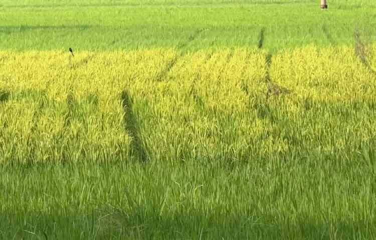 ফেনীর ৬ উপজেলায় রোপা আমনের আবাদ যেমন লক্ষ্যমাত্রার বেশি হয়েছে তেমনি ফলনও লক্ষ্যমাত্রা ছাড়িয়ে গেছে। এরই মধ্যে জেলার অর্ধেকের বেশি ধান কাটা সম্পন্ন হয়েছে। শেষ হতে আরও সপ্তাহ খানেকের বেশি লাগবে বলে ধারণা কৃষি বিভাগের।