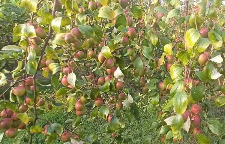 তিনি বলেন, ‘বরই এমন একটি ফল, যা শীত মৌসুমে হারভেস্টিং হয়। বরই বাগানে এলেই টেনশনমুক্ত হয়ে অনেক আনন্দে সময় কাটানো যায়। আমার বাগানের ফলে অসংখ্য পাখিরও খাদ্যের জোগান হয়।’
