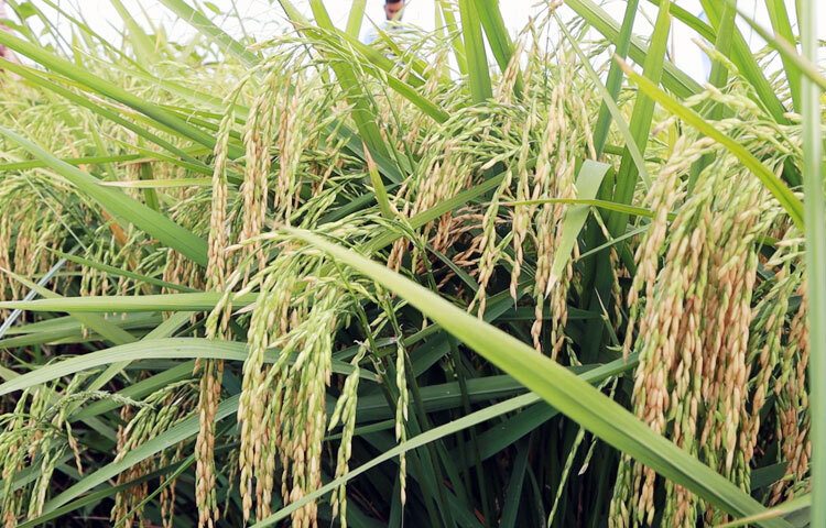 দেবহাটা উপজেলা সদরের ধান চাষি আকরাম গাজী বলেন, ‘দীর্ঘদিন ধরে রড মিনিকেট জাতের ধান চাষ করি। এবার ৬৪-৫৩ জাতের ধানের ফলন দেখে আগামীতে নিজ জমিতে নতুন জাতের এই ধান চাষ করার আগ্রহ প্রকাশ করেছি।’ ছবি: আহসানুর রহমান রাজীব