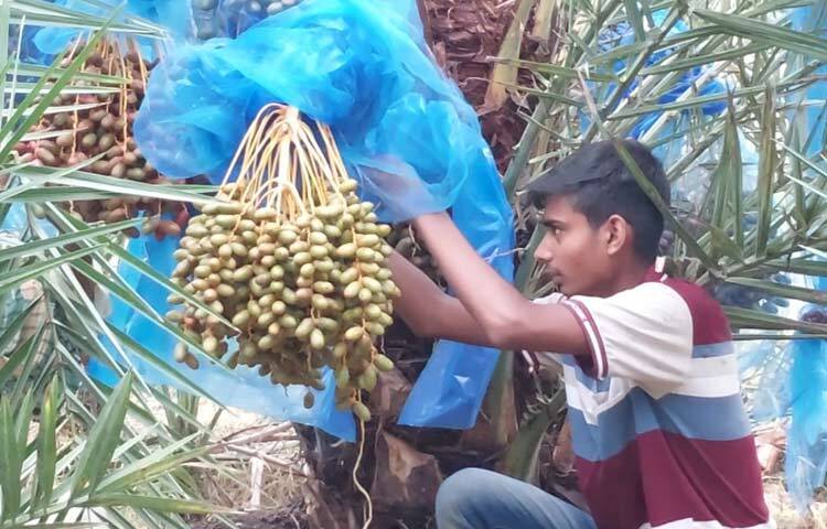 প্রতিটি চারা ২৫০০ থেকে ৩০০০ টাকা করে কেনেন। প্রতিটি টিস্যু কালচার চারা সাড়ে ৯ থেকে ১০ হাজার টাকা দামে কেনেন। এখন পর্যন্ত তার বাগানে সব মিলিয়ে প্রায় ২৩ লাখ টাকা খরচ হয়েছে। শুরু থেকে এ পর্যন্ত ইউটিউব দেখেই সব গাছের পরিচর্যা করেছেন। ছবি: আল মামুন