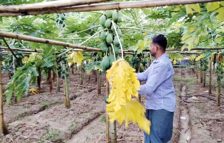 উপজেলার নাগরী ইউনিয়নের বির্তুল গ্রামের চল্লিশোর্ধ্ব কৃষক মো. মাসুদ সরকার। গত বছর তিনি কৃষি অফিসের সহযোগিতা ও পরামর্শে ১ বিঘা জমিতে পেঁপে চাষ করে লাভবান হয়েছেন। ছবি: আব্দুর রহমান আরমান