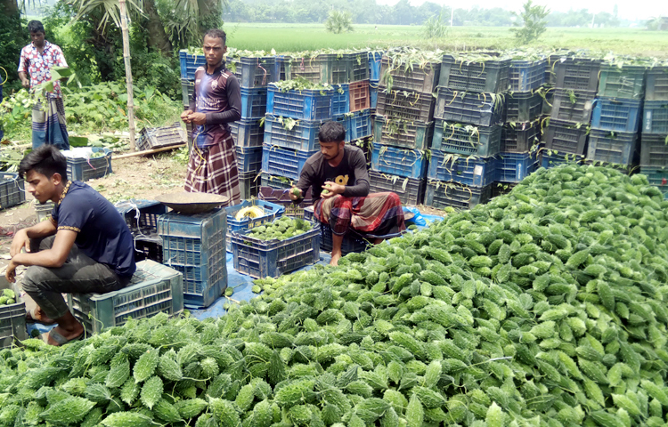 জেলার বিভিন্ন এলাকায় ক্ষেতের মাচায় সবুজ লতার মাঝে দুলছে করলা। কিছু করলা পেকে লাল হয়ে গেছে। প্রতিদিনই দুই বেলা সেই করলা জমি থেকে সংগ্রহ করে রাস্তায় তুললে কিনে নিচ্ছেন ক্রেতারা। এ করলা বিক্রির জন্য কষ্ট করে বাজারে নিতে হয় না। করলার জমি থেকেই পাইকাররা কিনে নিয়ে যান। ছবি: আল মামুন