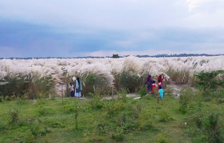 প্রায় এক কিলোমিটার জুড়ে কাশফুল ফুটে আছে। লম্বা-চিরল সবুজ পাতার বুক থেকে বেরিয়ে আসা কাশফুল কোথাও থোকা থোকা, কোথাও ঠাস বোনা গুচ্ছ। ছবি: এম এ মালেক