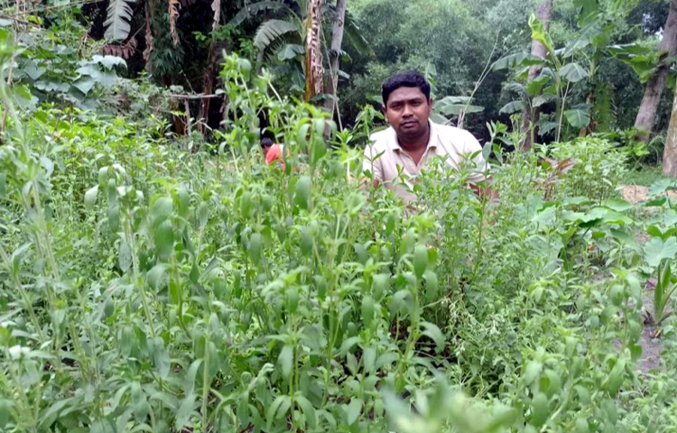 পরীক্ষামূলক স্টিভিয়া চাষ করে সফল হয়েছেন উপসহকারী প্রকৌশলী জীবনকৃষ্ণ রায়। মাত্র ১৭টি স্টিভিয়া চারা থেকে প্রকল্প শুরুর ৮ মাসেই শতাধিক চারা হয়েছে তার বাগানে। এখন পরিকল্পনা বাণিজ্যিক ভাবে চাষের। ছবি: রবিউল হাসান