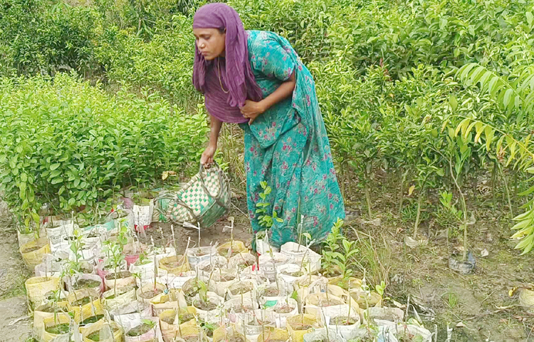দেশে ফেরত এসে দীর্ঘসময় অসুস্থ ছিলেন সেলিম। চিকিৎসায় ধীরে ধীরে সুস্থ হয়ে ওঠেন। চিকিৎসা করাতে গিয়ে অর্জিত সঞ্চয় ব্যয় হয়ে যায় তার। একেবারে শূন্য হয়ে পড়েন তিনি। চোখে ঘোর অন্ধকার দেখেন। তখন ৩ হাজার টাকা ধার নিয়ে চারা কিনে ব্যবসা শুরু করেন। ছবি: এম মাঈন উদ্দিন