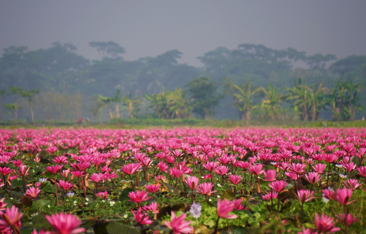 নৌকায় চড়ে বিলের শাপলা ফুলের মাঝ দিয়ে ভ্রমণ এক অনন্য অভিজ্ঞতা। যা যান্ত্রিক শহরের কোলাহল থেকে মুক্তি এনে প্রকৃতির সঙ্গে একাত্ম করে তোলে। যেন মনে হয়, নীল জলের বুকে লাল-সাদা ফুলের আল্পনা কিংবা প্রকৃতির নিজ হাতে আঁকা এক অপরূপ ছবি। ছবি: বি এম সাকিব