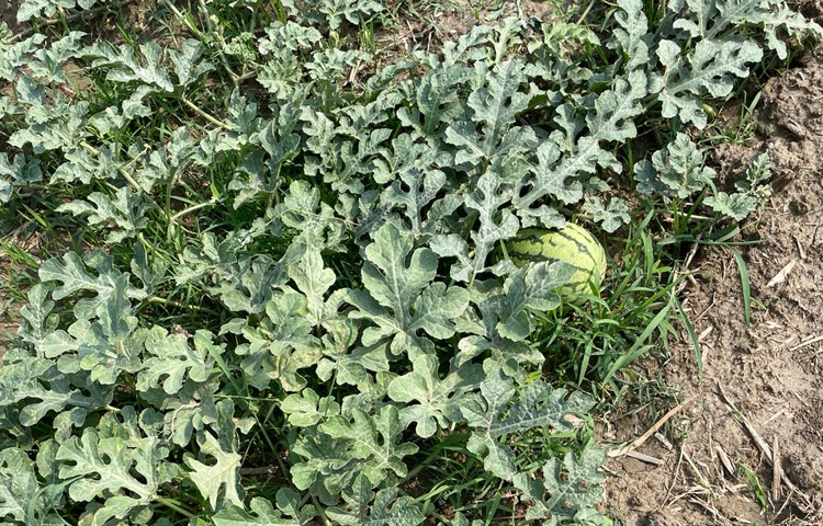 তিন ইউনিয়নে চরের বিস্তীর্ণ এলাকায় সবুজ লতার সমারোহ। এক সময় এসব চরাঞ্চলের বেশিরভাগ জায়গা খালি পড়ে থাকতো। ছবি: এম মাঈন উদ্দিন