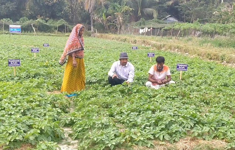 পটুয়াখালীর কলাপাড়া উপজেলার নীলগঞ্জ ইউনিয়নে এবার মোট ৫০ জন কৃষক বিনাচাষে আলুর আবাদ করছেন। ছবি: আব্দুস সালাম আরিফ