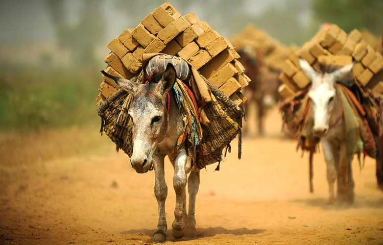 গাধা অন্যান্য প্রাণীর তুলনায় বেশি সময় পরিশ্রম করতে পারে। তাদের চলার গতি ঘণ্টায় ৩১ মাইল পর্যন্ত হতে পারে। গাধার গড় আয়ু ৫০ থেকে ৫৪ বছরের মধ্যে হয়। ছবি: সংগৃহীত