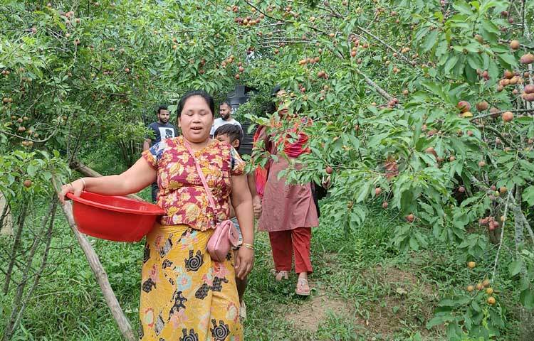 বাংলাদেশ কৃষি গবেষণা ইনস্টিটিউটের মসলা গবেষণা কেন্দ্র থেকে উদ্ভাবিত বারি আলুবোখারা-১ জাতটি ২০১৩-১৪ সালে অনুমোদন করা হয়। এর গাছ মাঝারি আকারের, পাঁচ-ছয় মিটার উচ্চতাবিশিষ্ট হয়ে থাকে। ছবি: মুজিবুর রহমান ভুইয়া