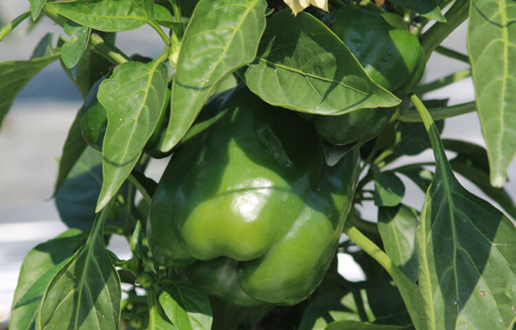 ভিটামিন ই, ভিটামিন বি-সিক্স ও ভিটামিন কের সঙ্গে যথেষ্ট পরিমাণ ফোলেট, পটাসিয়াম ও ম্যাঙ্গানিজ পাওয়া যায় ক্যাপসিকামে। এক কাপ ক্যাপসিকামে তিন গ্রামই ফাইবার।