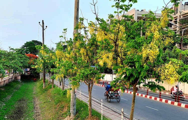 একই সৌন্দর্যের দেখা মিলে বরিশালের ভ্রমণ পিপাসুদের পছন্দের স্থান বান্দ রোড সংলগ্ন নগরীর বেলস পার্ক গেলে। সেখানে সোনালু ফুলের সোনালী আভায় ছেয়ে গেছে পুরো বেলস পার্কের লেকের চারি পাশ। তার মাঝে মাঝে থাকা জারুল ফুলের সারি বহুগুণে বাড়িয়েছে বেলস পার্কের সৌন্দর্যকে।