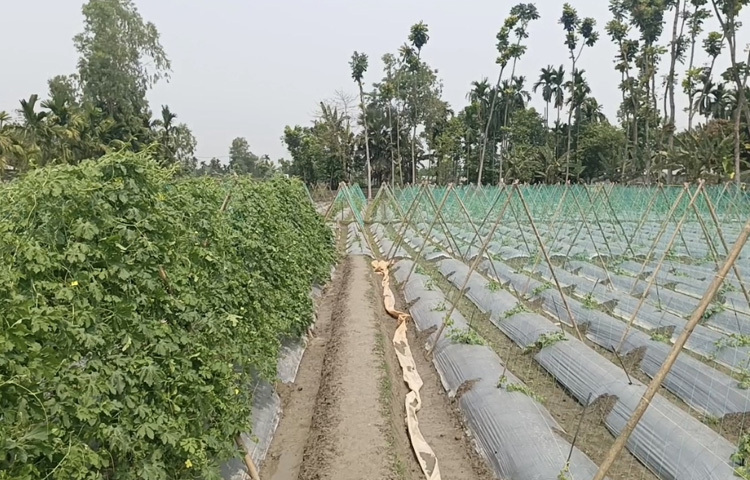 আগাছা নিয়ন্ত্রণে ব্যবহৃত হয়েছে মালচিং পদ্ধতি।