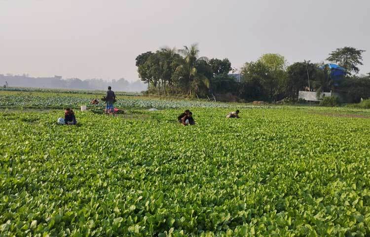 কৃষি বিভাগের তথ্য মতে, প্রতি বছরের মতো এবারও বক্তাবলী এবং আলীরটেক ইউনিয়নের কৃষকেরা ক্ষিরা, উচ্ছে, টমেটো, ধুন্দল, ঝিঙা, ধনেপাতাসহ বিভিন্ন বিভিন্ন শীতকালীন সবজি চাষ করছেন।