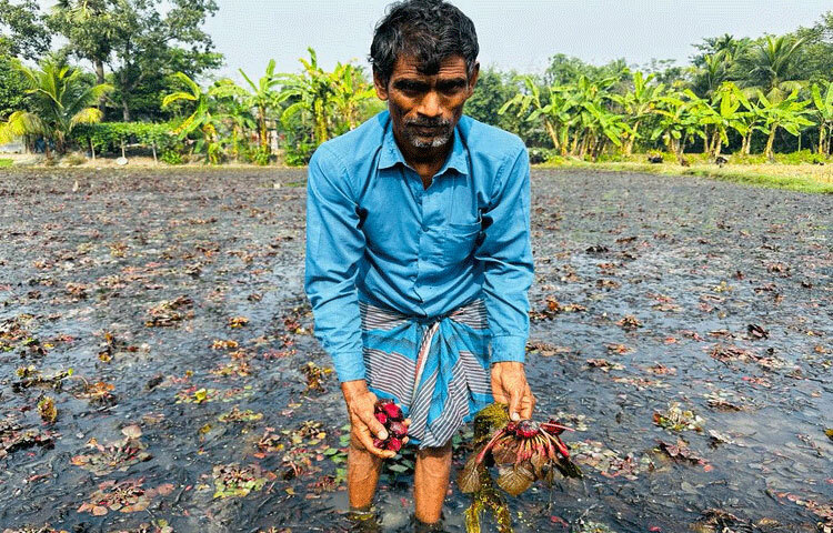 চাষি কাশীনাথ বলেন, পানিফল খুব লাভজনক একটি ফসল। এটি চাষে কিটনাশক ও শ্রমিকসহ খরচ পড়ে সর্বোচ্চ চার হাজার টাকা। নিজেই যদি কাজ করি তাহলে ১৩০০-১৭০০ টাকা খরচ পড়ে। ফলন ভালো হলে এক বিঘায় ৪০ মণ পর্যন্ত ফল উৎপাদন হয়। ছবি: জাগো নিউজ