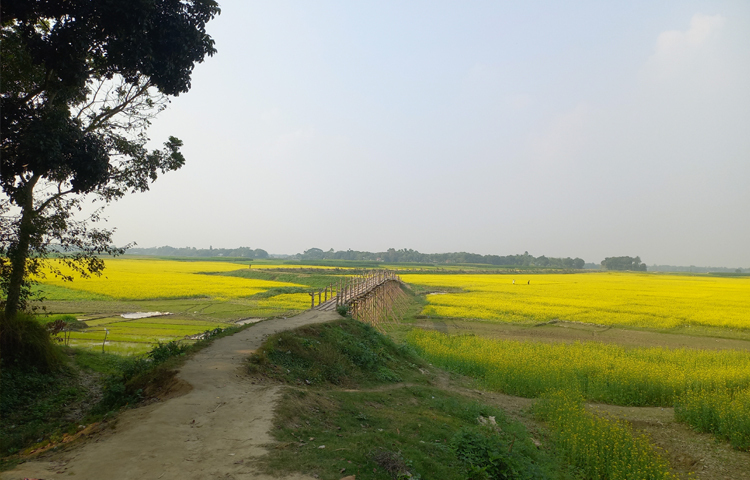 এবার রাজবাড়ীর বিস্তৃর্ণ এলাকায় চাষ হয়েছে সরিষা। সরিষা হলুদ ফুলের সৌন্দর্য উপভোগ করতে প্রতিনিয়তই কালুখালীর রতনদিয়ার মুড়ারিখোলা পদ্মার শাখা নদীর পারে আসছেন প্রকৃতিপ্রেমীরা, কাটাচ্ছেন প্রিয় মুহূর্ত। অনেকে আবার ধারণ করছেন ক্যামেরা বা মোবাইল ফোনে। ছবি: রুবেলুর রহমান